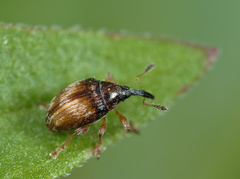 Nanophyes marmoratus