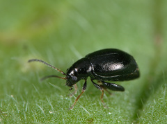 Longitarsus anchusae