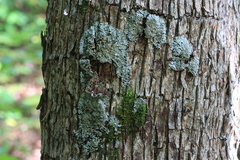 Physconia subpallida