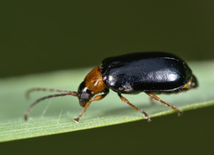 Luperus flavipes