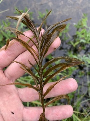 Potamogeton robbinsii