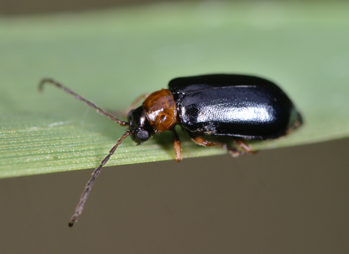Luperus luperus