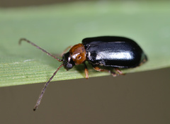Luperus flavipes