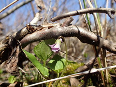 Viola epipsiloides