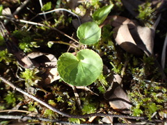 Viola epipsiloides