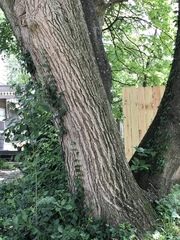 Catalpa