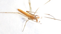 Tetragnatha versicolor