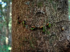 Tristerix corymbosus