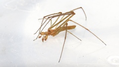 Tetragnatha versicolor