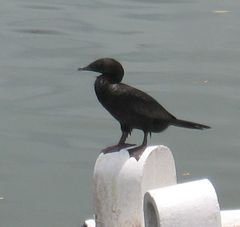 Microcarbo niger
