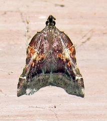 Clydonopteron sacculana