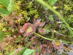 Drosera × obovata