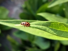 Coleomegilla maculata