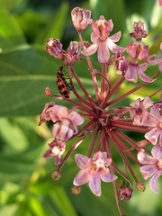 Coleomegilla maculata
