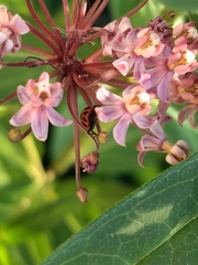 Coleomegilla maculata