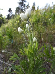 Anemone multifida multifida