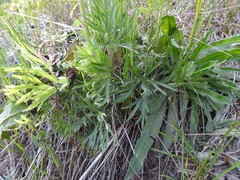 Anemone multifida multifida