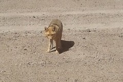 Lycalopex culpaeus andinus