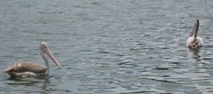 Pelecanus philippensis