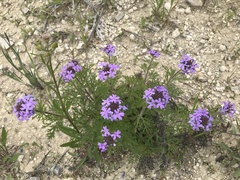 Oenothera lavandulifolia