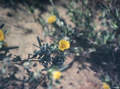 Hibbertia glomerosa