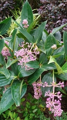 Medinilla speciosa