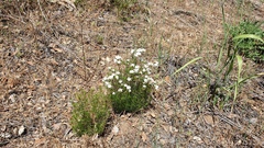 Leptosiphon floribundus