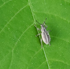 Aphrastus taeniatus