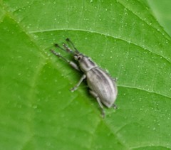Aphrastus taeniatus