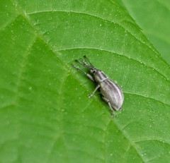 Aphrastus taeniatus