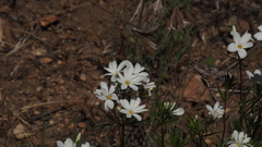 Leptosiphon floribundus