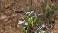 Leptosiphon floribundus