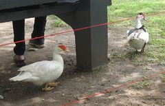 Cairina moschata domestica