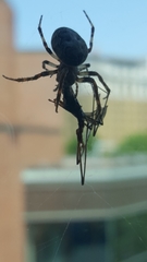 Araneidae