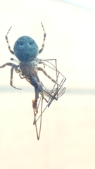 Araneidae
