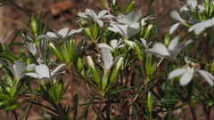 Leptosiphon floribundus