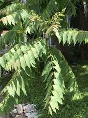 Ailanthus altissima
