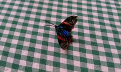 Cyanopepla scintillans