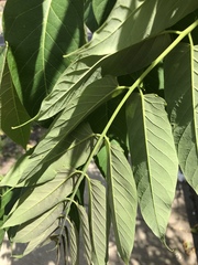 Ailanthus altissima