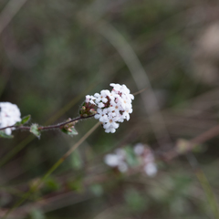 Leucopogon concurvus