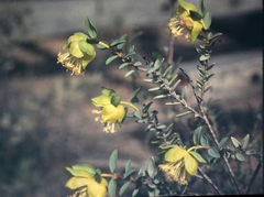 Pimelea suaveolens