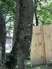 Ailanthus altissima