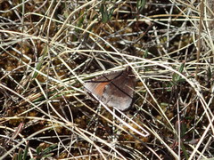 Erebia discoidalis