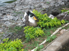 Anas platyrhynchos domesticus
