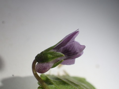 Viola epipsiloides
