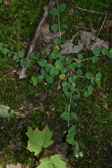 Lysimachia nummularia