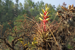 Tillandsia langlasseana