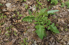 Lactuca hirsuta