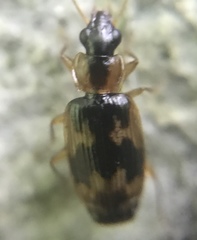 Phloeoxena signata