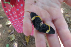 Riodina lycisca lycisca